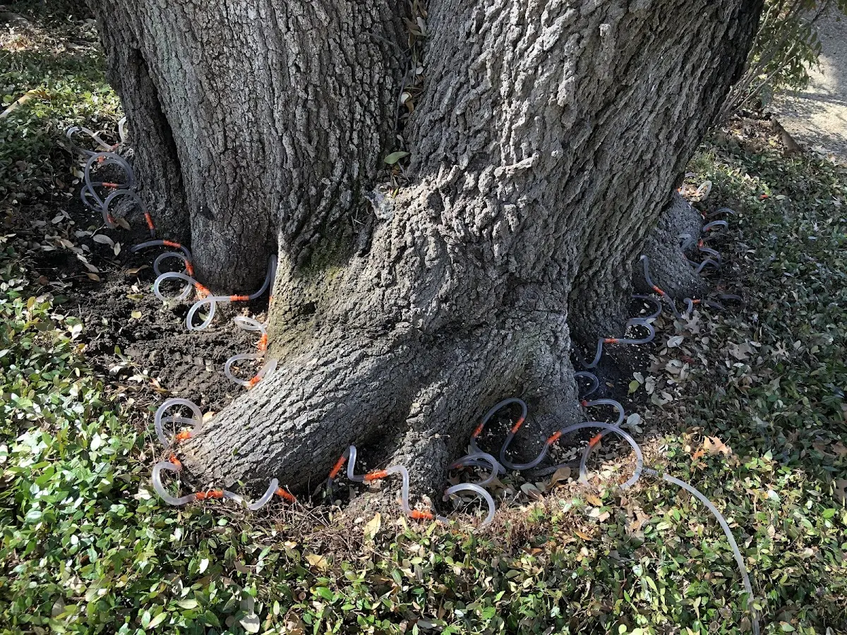 Detailed Tree Cabling and Bracing job site in Tornado