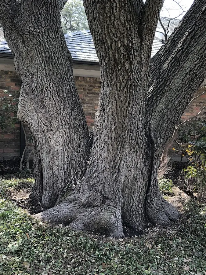 Mature heritage tree close to a Tornado property cared for by certified arborists